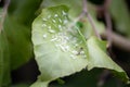 Close-up of mealybugs Pseudococcidae on leaves of a European hornbeam hedge Royalty Free Stock Photo