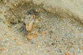 Close up Meder's Mangrove Crab, or Salt March Crab (Sesarma mede