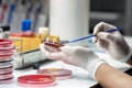 Close up the media plate on hand medical technicians working on Royalty Free Stock Photo