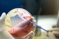 Close up the media plate on hand medical technicians working on Royalty Free Stock Photo