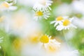 Close-up of medical chamomile flowers on field. Abstract daisy background. Selective soft focus