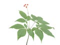 Ginseng Panax ginseng