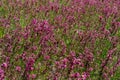 Close-up of the medicinal plant silene yunnanensis called champion with small beautiful purple flowers