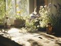 Close-up of medicinal plants and essential oils on a rustic table, soft natural light Royalty Free Stock Photo