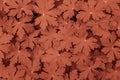 Close-up of medicinal wild geranium leaves as background. Color of year 2024 peach fuzz. Royalty Free Stock Photo