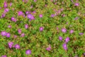 Close-up of medicinal wild geranium leaves and flowers as background Royalty Free Stock Photo