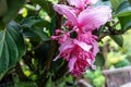 Medinilla magnifica rose grape flower Royalty Free Stock Photo