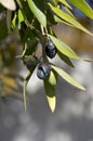 Close-up of mediterranean olive tree