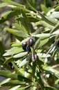 Close-up of mediterranean olive tree branch