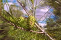 Close-up Mediterranean pine with cones