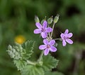 Mediterranean Storksbill Royalty Free Stock Photo
