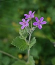 Mediterranean Storksbill Royalty Free Stock Photo