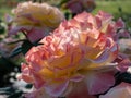 Flat quartered rosette of rich apricot flower of a English award-winner David Austin rose \'Port