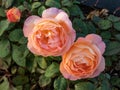 English rose \'Lady Emma Hamilton\' flowering with orange flowers in garden