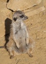 Close up of a Meerkat