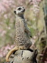Close up of a Meerkat on duty Royalty Free Stock Photo