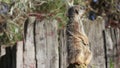 Close up of meerkat head