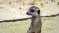 Close up of a Meerkat head, selective focus