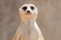 Close up meerkat head in the zoo