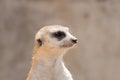 Close up meerkat head in the zoo