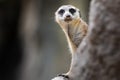 Close up of a meerkat leaning out of a ledge Royalty Free Stock Photo