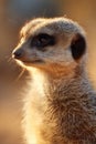 A close up of a meerkat looking at the camera Royalty Free Stock Photo