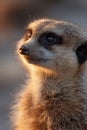 A close up of a meerkat looking at the camera Royalty Free Stock Photo