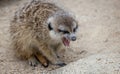 Close up of a Meerkat with mouth open