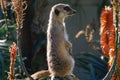 Meerkat on guard sitting on rock between red aloe flowers