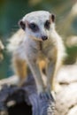 A close up of a meerkat standing on a log looking up on 3rd April 2018 Royalty Free Stock Photo