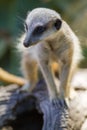 A close up of a meerkat standing on a log looking up on 3rd April 2018 Royalty Free Stock Photo