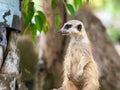 Close up of Meerkat staning on stone with guard duty Royalty Free Stock Photo