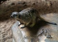 Close-up of meerkat (Suricata suricatta) on a rock