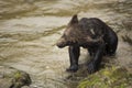 Close up meeting with bear cub Ursus arctos. bathing in the river. Brown water background.