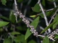 Close up of Melaleuca quinquenervia seeds