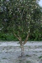 Close up of Melaleuca quinquenervia tree