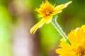 Close up of melampodium divaricatum, butter daisy or little yellow star, flower