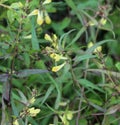 Melampyrum lineare, commonly called the narrowleaf cow wheat flower Royalty Free Stock Photo