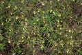 Melampyrum lineare, commonly called the narrowleaf cow wheat flower