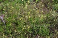 Melampyrum lineare, commonly called the narrowleaf cow wheat flower