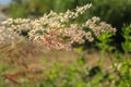 Close-up of Melinis Repens, common name are rose natal grass, with backlit.