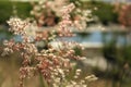 Close-up of Melinis Repens, common name are rose natal grass, with backlit.