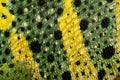 Close-up of Meller's Chameleon skin