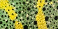 Close-up of Meller's Chameleon skin