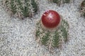 Melocactus with wool or bristles in red-brown and small pink flowers on the top. Ornamental plant in the rock garden Royalty Free Stock Photo