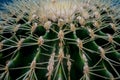 Close-up of a melon cactus