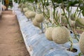 Close-up Melon in garden ready to harvest Royalty Free Stock Photo