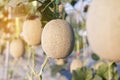 Close up melon growing ready for harvest in field plant agriculture farm Royalty Free Stock Photo