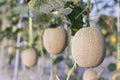 Close up melon growing ready for harvest in field plant agriculture farm Royalty Free Stock Photo