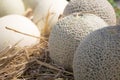 Close-up Melon ready to harvest in the garden Royalty Free Stock Photo